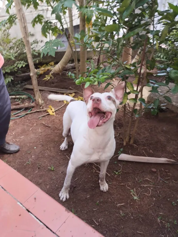 Cachorro ra a Pit-Bull idade 1 ano nome Cachorro na Pedra Branca