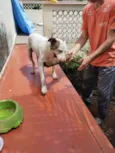 Cachorro na Pedra Branca