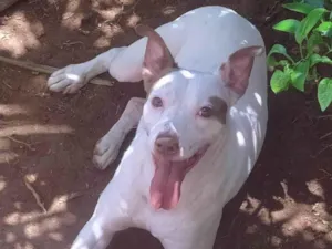 Cachorro raça Pit-Bull idade 1 ano nome Cachorro na Pedra Branca