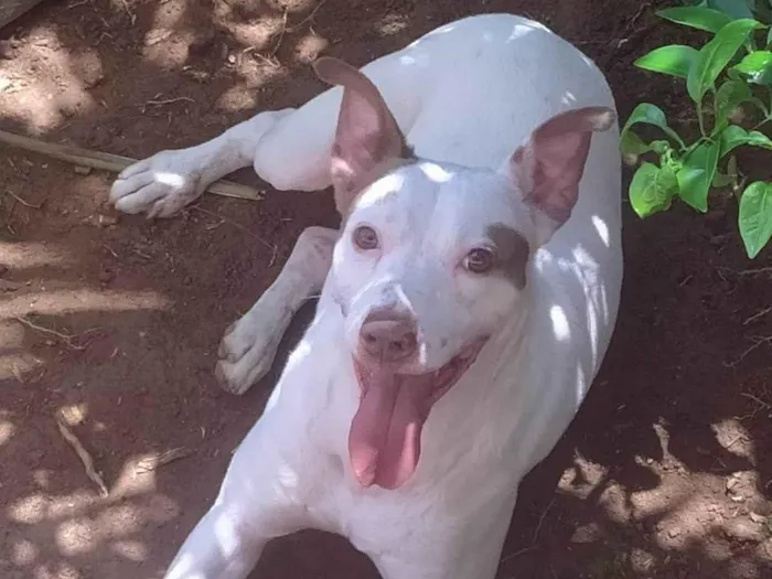 Cachorro ra a Pit-Bull idade 1 ano nome Cachorro na Pedra Branca