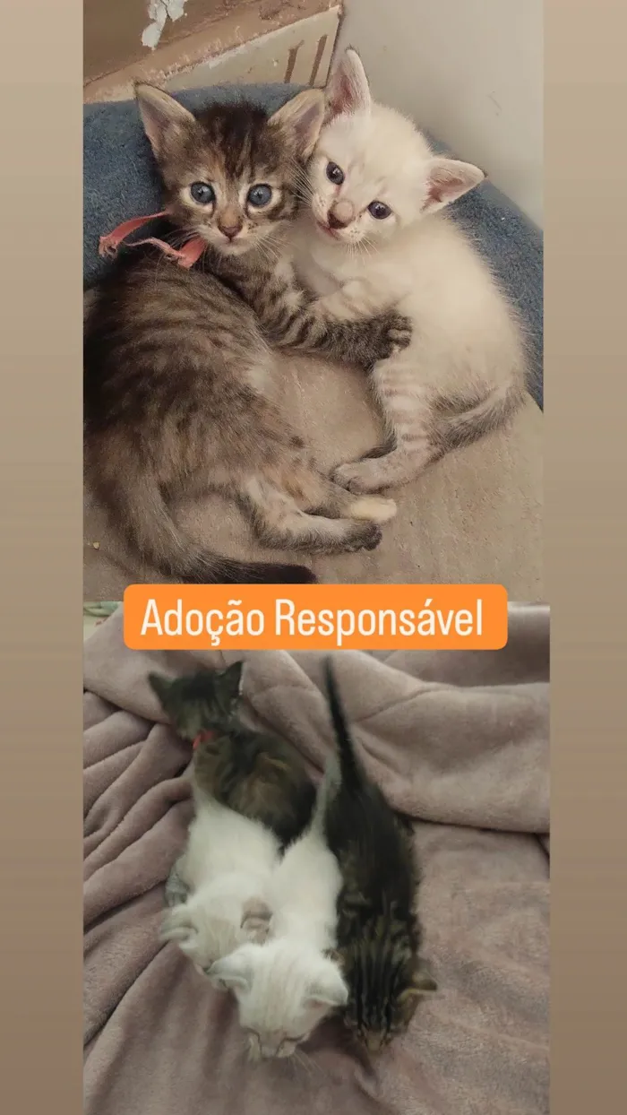 Gato ra a Siamês e Rajado idade Abaixo de 2 meses nome Filhotes