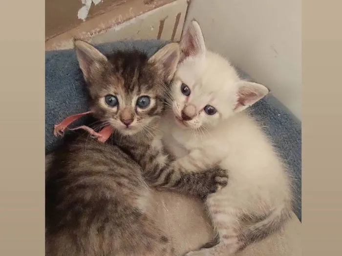 Gato ra a Siamês e Rajado idade Abaixo de 2 meses nome Filhotes