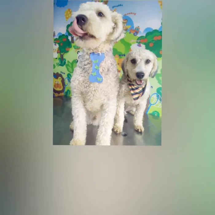 Cachorro ra a Poodle  idade 1 ano nome Lion e Valentina