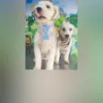 Lion e Valentina