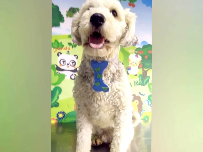 Cachorro ra a Poodle  idade 1 ano nome Lion e Valentina