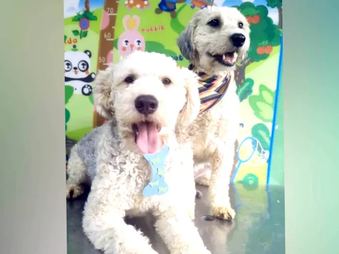 Cachorro ra a Poodle  idade 1 ano nome Lion e Valentina