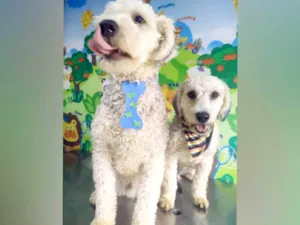 Cachorro raça Poodle  idade 1 ano nome Lion e Valentina