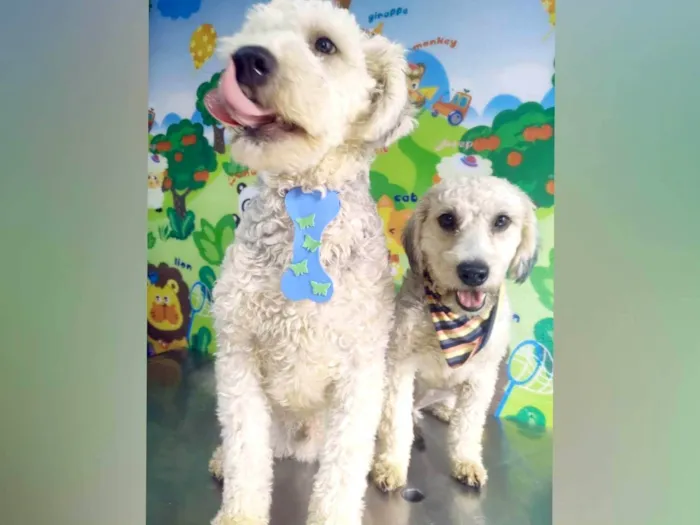 Cachorro ra a Poodle  idade 1 ano nome Lion e Valentina