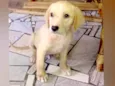 Marley