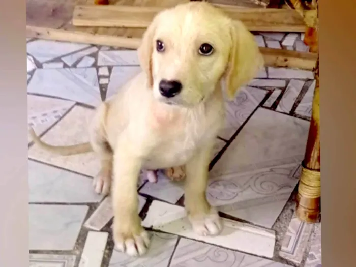 Cachorro ra a SRD-ViraLata idade 2 a 6 meses nome Marley