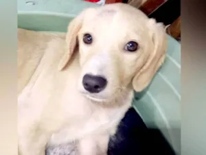 Cachorro raça SRD-ViraLata idade 2 a 6 meses nome Marley