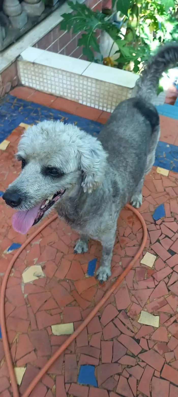 Cachorro ra a Poodle idade 2 anos nome Fofão 