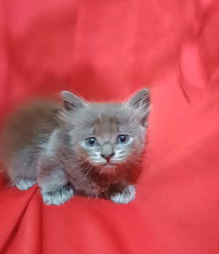 Gato ra a SRD-ViraLata idade Abaixo de 2 meses nome Zama