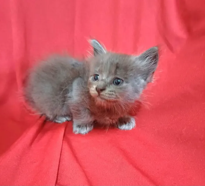 Gato ra a SRD-ViraLata idade Abaixo de 2 meses nome Zama