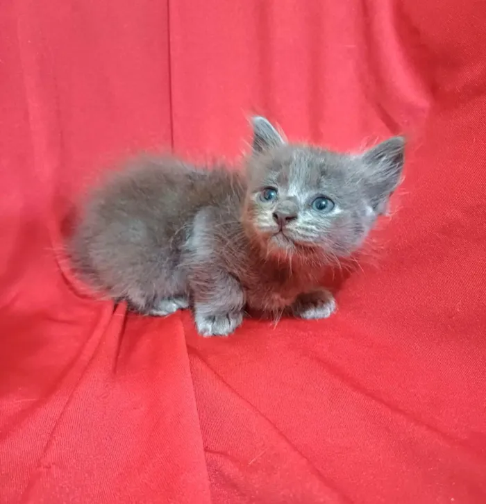 Gato ra a SRD-ViraLata idade Abaixo de 2 meses nome Zama