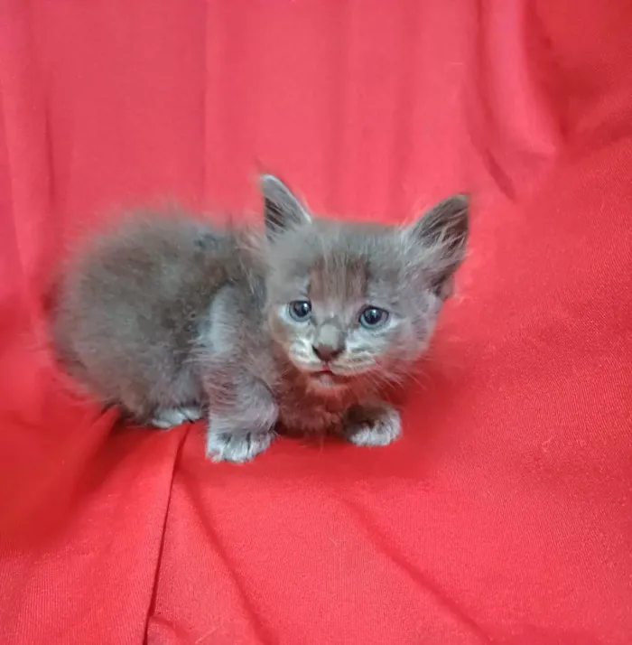 Gato ra a SRD-ViraLata idade Abaixo de 2 meses nome Zama
