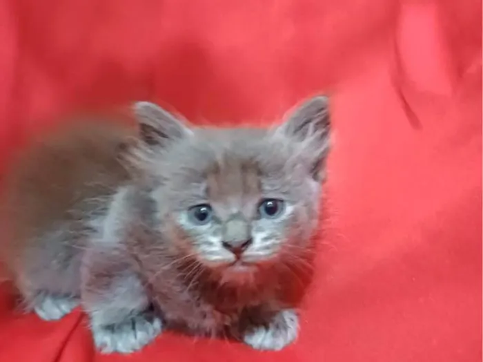 Gato ra a SRD-ViraLata idade Abaixo de 2 meses nome Zama