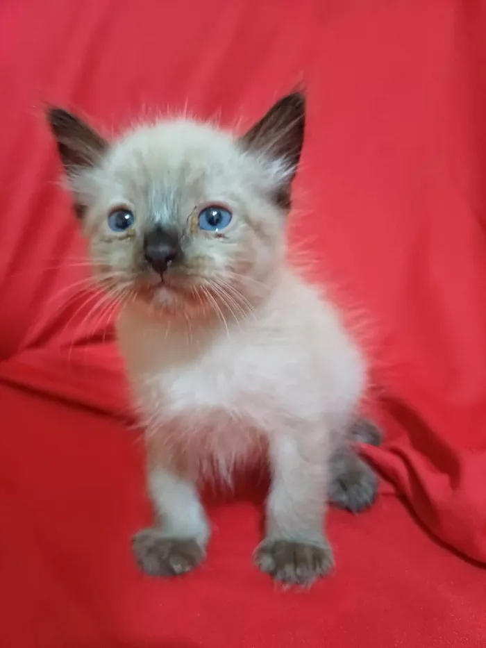 Gato ra a SRD-ViraLata idade Abaixo de 2 meses nome Horos