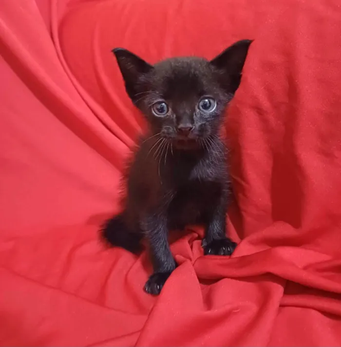 Gato ra a SRD-ViraLata idade Abaixo de 2 meses nome Horos