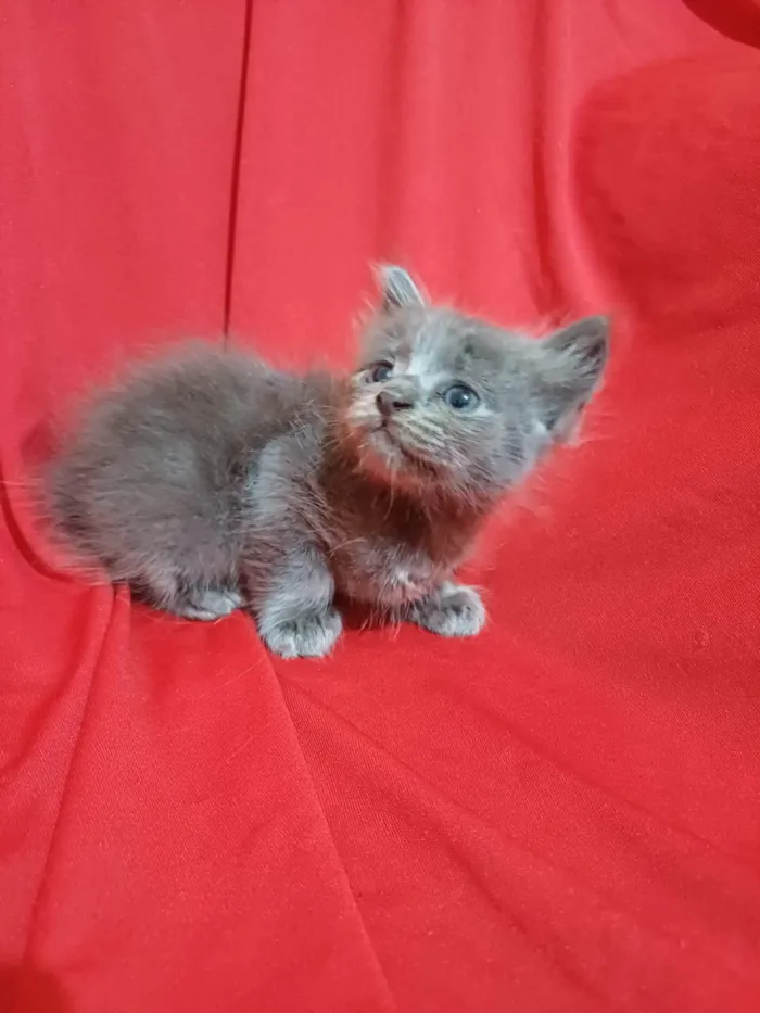 Gato ra a SRD-ViraLata idade Abaixo de 2 meses nome Horos