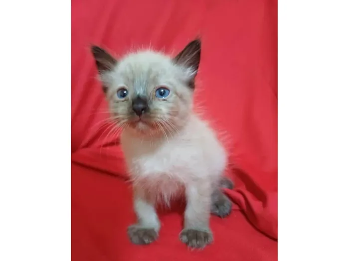 Gato ra a SRD-ViraLata idade Abaixo de 2 meses nome Horos