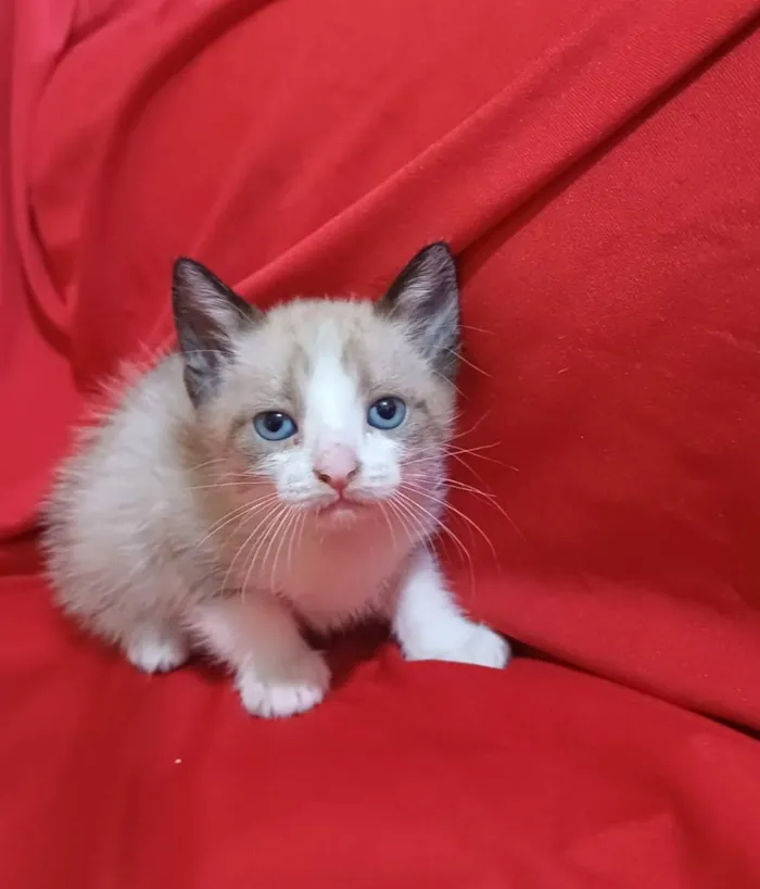 Gato ra a SRD-ViraLata idade Abaixo de 2 meses nome Hugo
