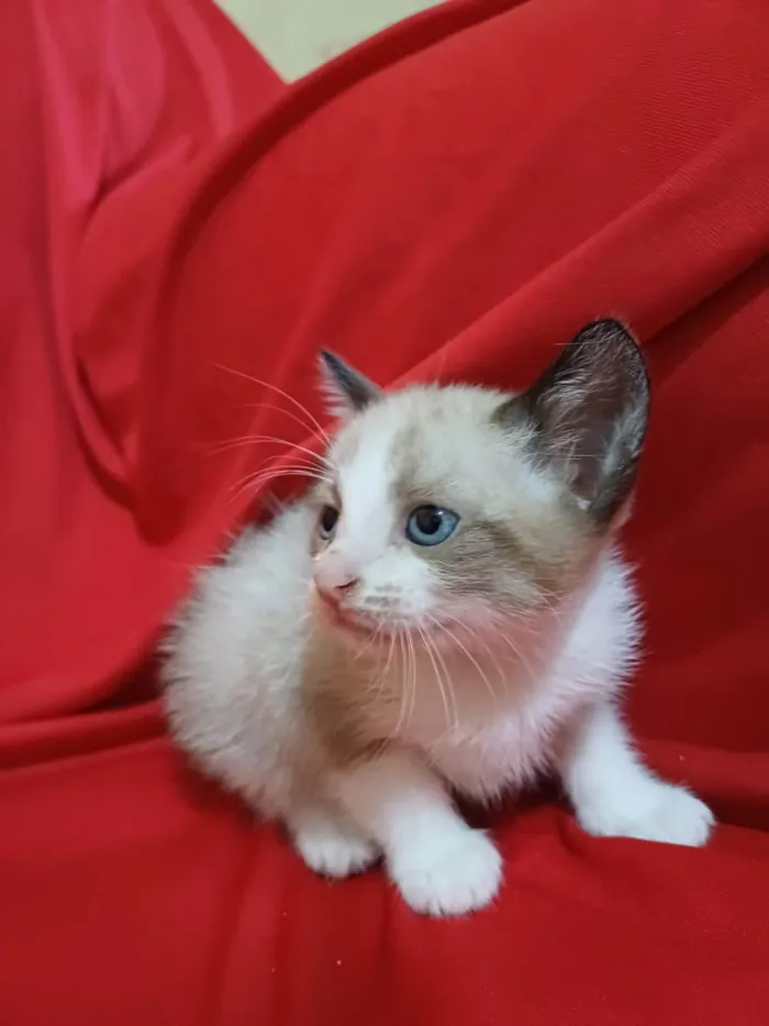 Gato ra a SRD-ViraLata idade Abaixo de 2 meses nome Hugo