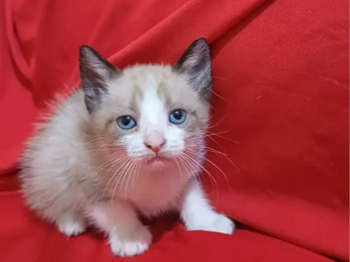 Gato ra a SRD-ViraLata idade Abaixo de 2 meses nome Hugo