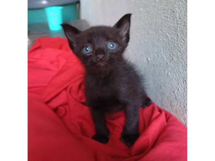 Gato ra a SRD-ViraLata idade Abaixo de 2 meses nome Zaion