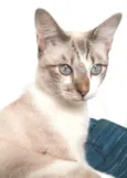 Nino
