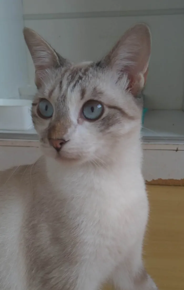 Gato ra a SRD-ViraLata idade 7 a 11 meses nome Nino