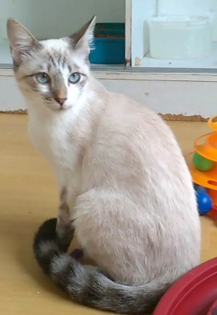 Gato ra a SRD-ViraLata idade 7 a 11 meses nome Nino
