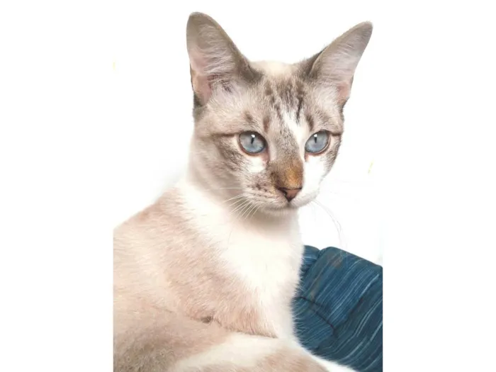 Gato ra a SRD-ViraLata idade 7 a 11 meses nome Nino