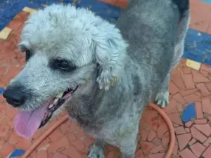 Cachorro raça Poodle idade 2 anos nome Fofão 