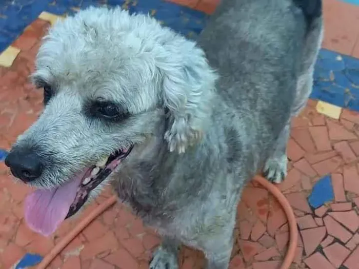 Cachorro ra a Poodle idade 2 anos nome Fofão 
