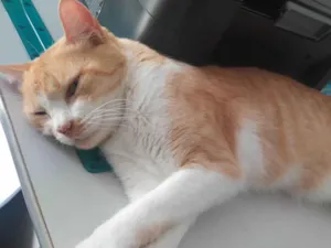 Gato raça SRD viralata idade 4 anos nome Tigresa 