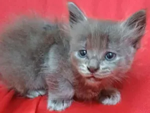 Gato raça SRD-ViraLata idade Abaixo de 2 meses nome Zama