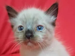 Gato raça SRD-ViraLata idade Abaixo de 2 meses nome Horos