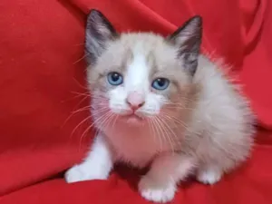 Gato raça SRD-ViraLata idade Abaixo de 2 meses nome Hugo