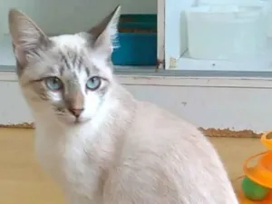 Gato raça SRD-ViraLata idade 7 a 11 meses nome Nino