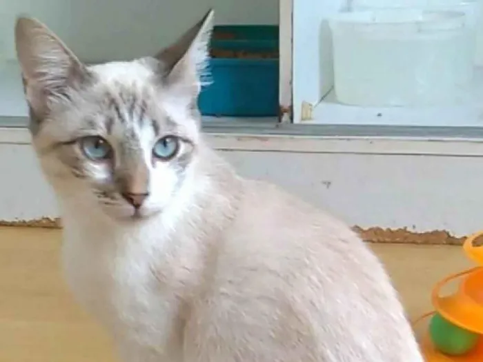 Gato ra a SRD-ViraLata idade 7 a 11 meses nome Nino