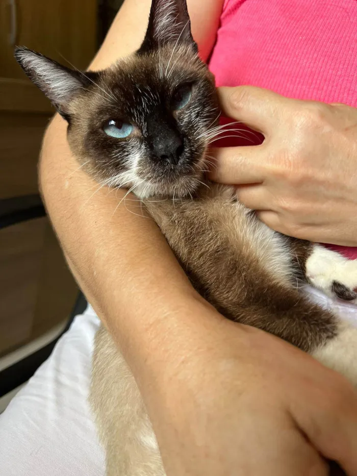 Gato ra a SRD-ViraLata idade 1 ano nome Kit