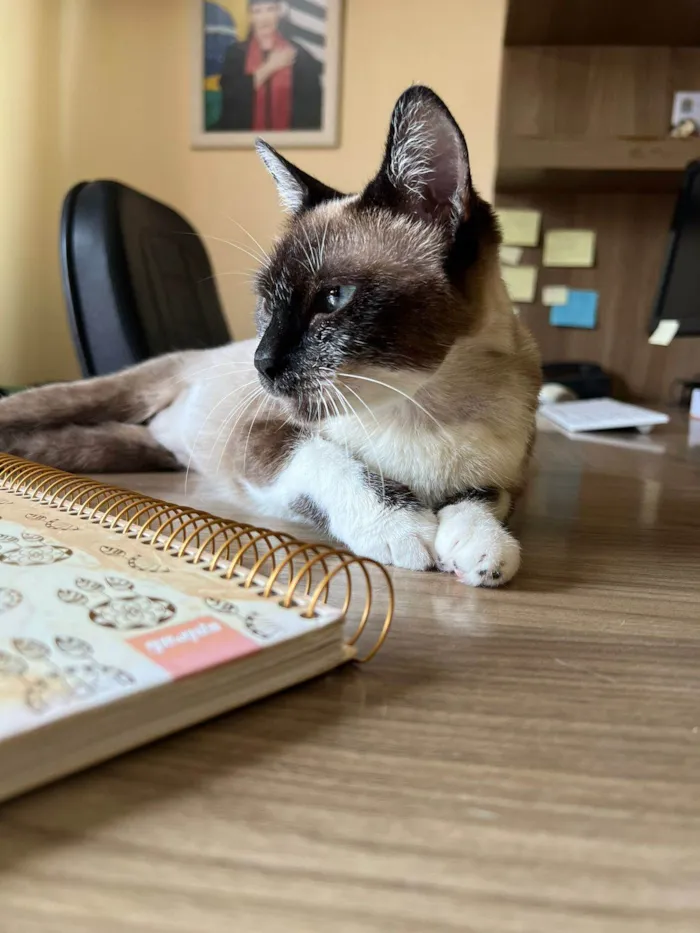 Gato ra a SRD-ViraLata idade 1 ano nome Kit