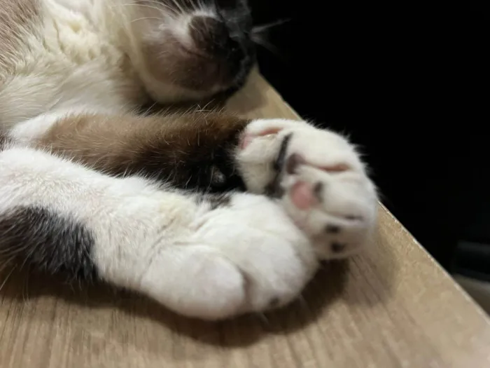 Gato ra a SRD-ViraLata idade 1 ano nome Kit