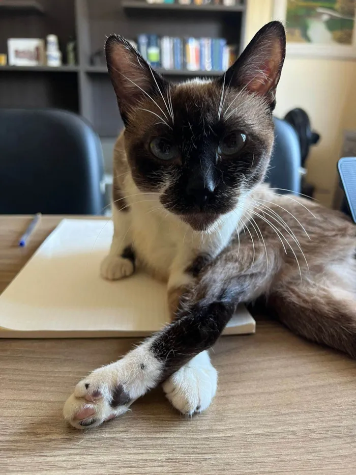 Gato ra a SRD-ViraLata idade 1 ano nome Kit