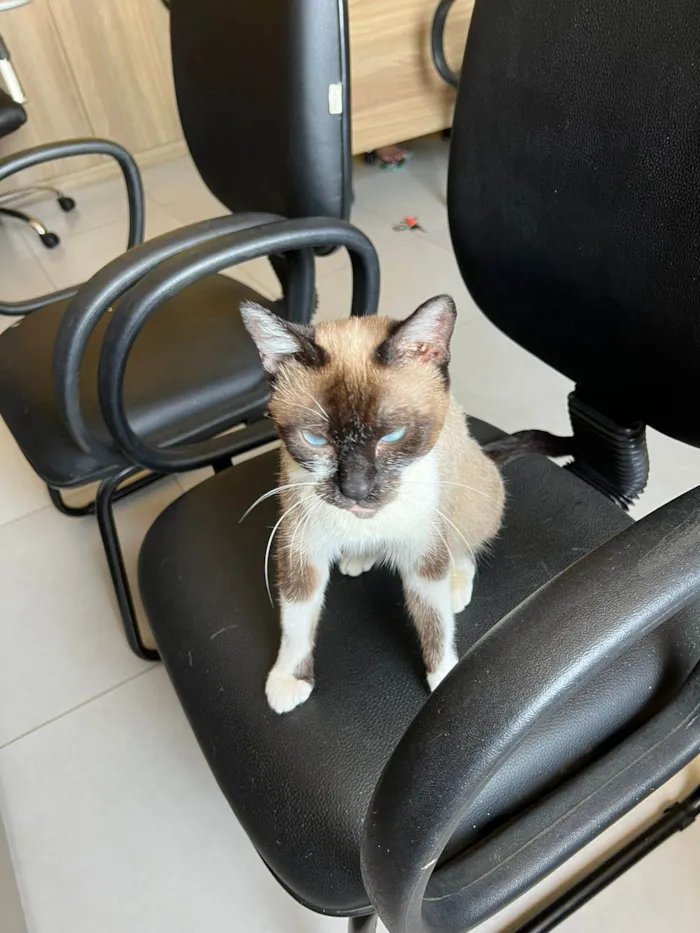 Gato ra a SRD-ViraLata idade 1 ano nome Kit