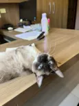 Kit