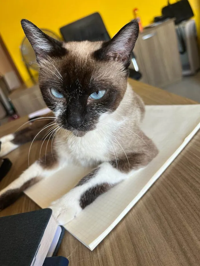 Gato ra a SRD-ViraLata idade 1 ano nome Kit