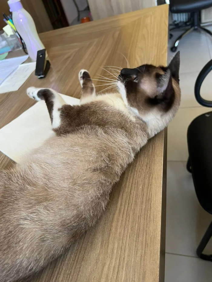 Gato ra a SRD-ViraLata idade 1 ano nome Kit