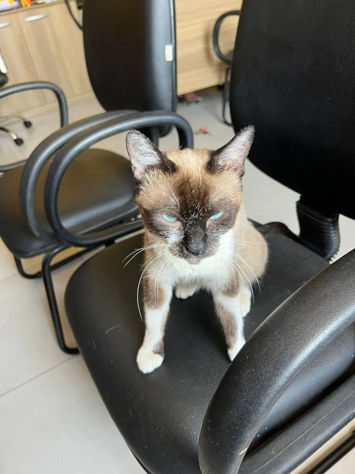 Gato ra a SRD-ViraLata idade 1 ano nome Kit